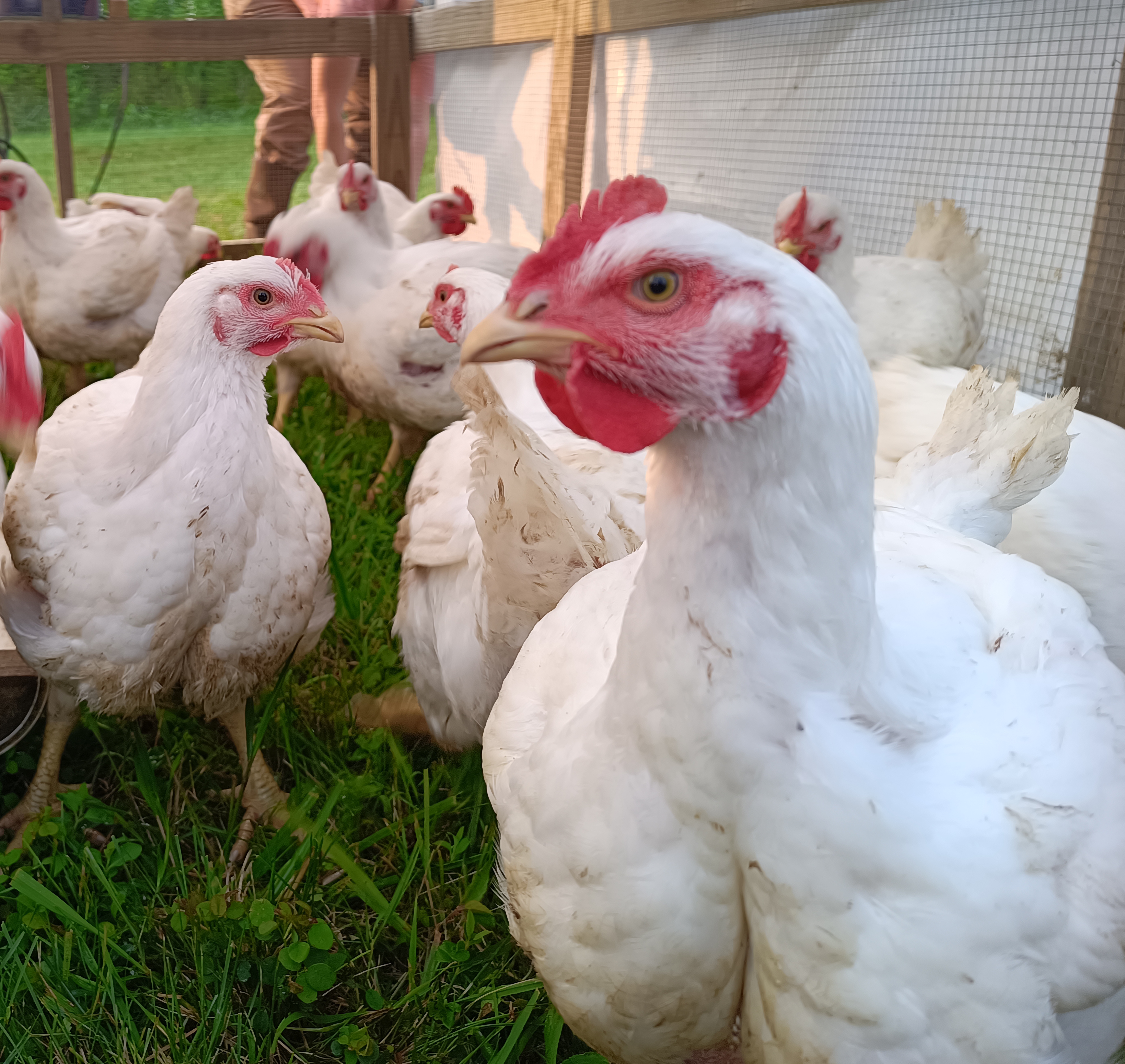 Pasture-raised chickens at Overland Oaks